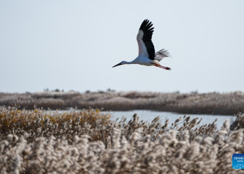 Spektakël zogjsh në grykëderdhjen e Lumit të Verdhë