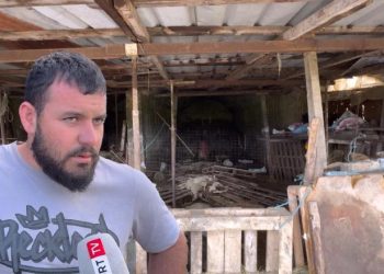 Moti i keq në Sarandë/ Fermeri: Stalla e bagëtive u përmbyt, 223 krerë të ngordhur, shteti të na ndihmojë