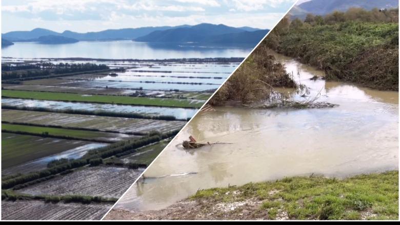 Përmbytjet  700 krerë bagëti e 2 mijë shpendë u mbytën në Sarandë  Nis verfikimi dëmeve në Lezhë  300 ha ende në ujë