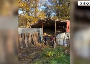 VIDEO-“Laborator” kanabisi në Shkodër, arrestohet 35-vjeçari dhe 6 punonjëset që përpunonin drogën (EMRAT)