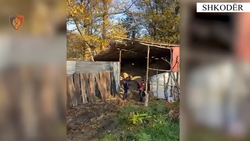 VIDEO  Laborator  kanabisi në Shkodër  arrestohet 35 vjeçari dhe 6 punonjëset që përpunonin drogën  EMRAT 