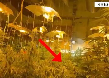 (EMRAT) Zbulohet “shtëpi bari” në Shkodër, tre të arrestuar për kultivim kanabisi me llamba