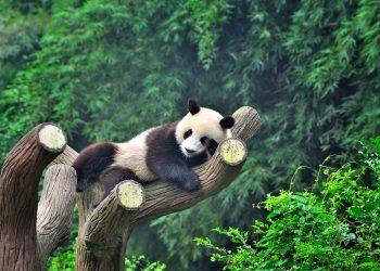 Dyfishohet popullsia e pandave gjigande në dekadën e fundit