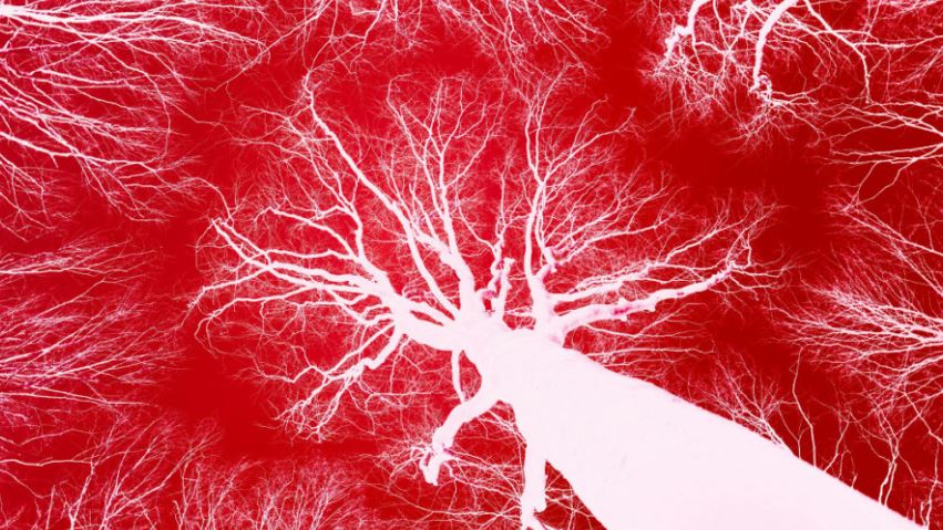 E rrallë  Studiuesit krijojnë mikrorobotë që notojnë në gjak për të parandaluar goditje në tru