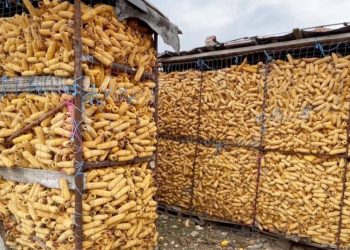 Vinte nga Serbia, AKU bllokon kamionin me 25 ton misër. Kishte përmbajtje të lartë të…