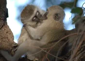 Puthja e parë është dhënë 21 milionë vite më parë