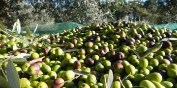 Ulliri shqiptar shkon tek satelitët në hapësirë