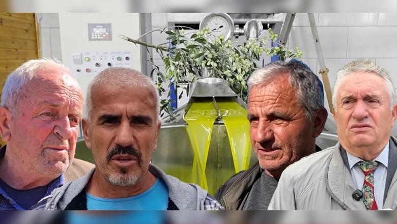 Fermerët paralajmërojnë më pak vaj ulliri në treg  rendiment i ulët  por cilësi e lartë