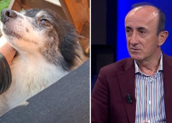 U dhunua dhe u hodh në plehra, Dashnor Sula i vjen në ndihmë qenushes në Shkodër, e adopton