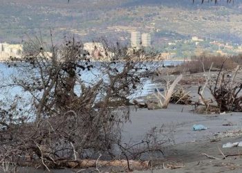Erozioni detar ‘përpin’ bregdetin e Kunës në Lezhë, stuhitë detare rrëzojnë pishat. Reagojnë ekspertët