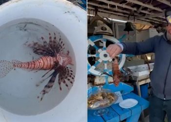 VIDEO / Peshku ‘luan’ bie në rrjetat e peshkatarëve të Vlorës: Helmi i tij, i rrezikshëm për njerëzit