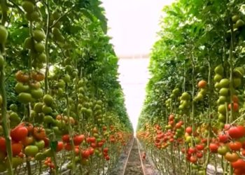 “Ndryshimet në buxhetin 2026 sërish nuk sjellin krahasim me rajonin”, ekspertët: Pak mbështetje për bujqësinë