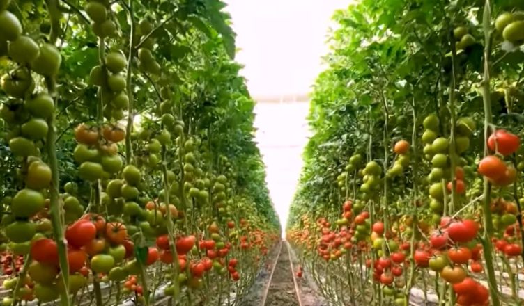  Ndryshimet në buxhetin 2026 sërish nuk sjellin krahasim me rajonin   ekspertët  Pak mbështetje për bujqësinë