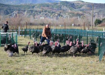 Hapet tregu i shpendëve në Baldushk, tradita e fundvitit që mbledh qytetarët e Tiranës