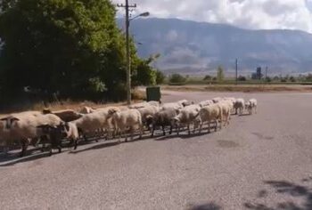 Nga prodhues në konsumatorë… Migrimi nga fshati drejt qytetit po cenon garantimin e furnizimit me ushqime