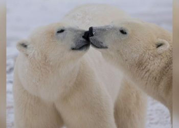 Studimi: ADN-ja e arinjve polarë po ndryshon për t’u përshtatur me ngrohjen globale