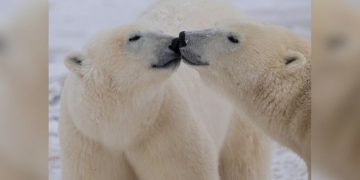 Studimi: ADN-ja e arinjve polarë po ndryshon për t’u përshtatur me ngrohjen globale