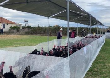 Panairi tradicional i Gjelit të Detit në Peqin, fermerët: S’ka subvencione nga shteti, importet po na dëmtojnë