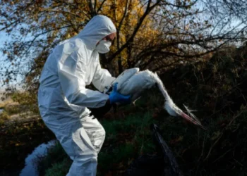 Alarmohen shkencëtarët për përhapjen masive të gripit të shpendëve në Evropë: Mund të kthehet në pandemi brenda 2 ditësh