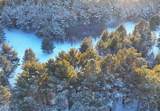 Shënohet përparim në ruajtjen e germoplazmës së pyjeve dhe kullotave