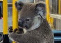 Një pasagjere e paftuar, koala futet në autobus për t’i shpëtuar trafikut