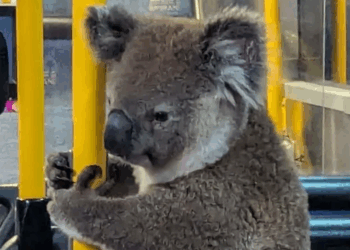 Një pasagjere e paftuar, koala futet në autobus për t’i shpëtuar trafikut