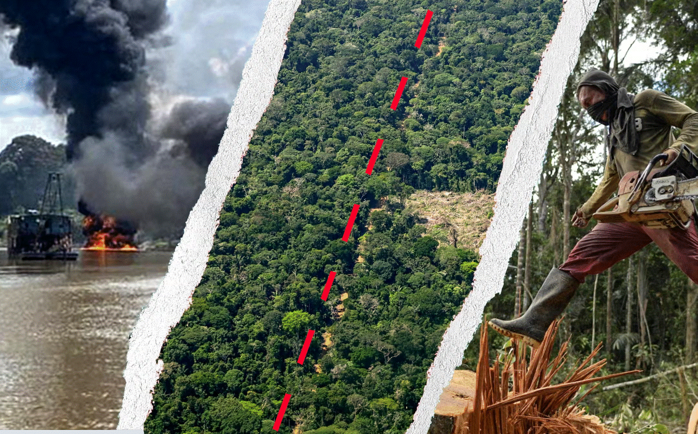  Kokainë  ar dhe mish  si Amazona kolumbiane u shndërrua në një biznes fitimprurës për rrjetet kriminale 