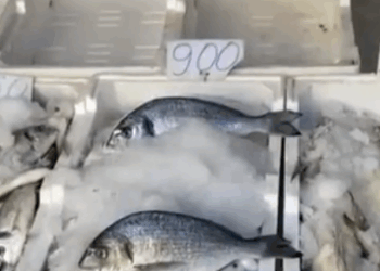 Kriza me ujin në Vlorë/ “Jemi gropë për Vitin e Ri”, peshkatari: E kemi ‘dhuratë’ nga Edi Rama!