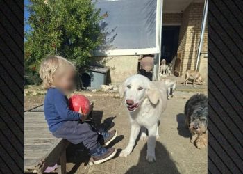 “Qeni u frikësua nga të shtënat e gjuetarëve dhe sulmoi fëmijën tim!”Deklarimi prekës i nënë së 2-vjeçarit shqiptar që e vrau pitbulli