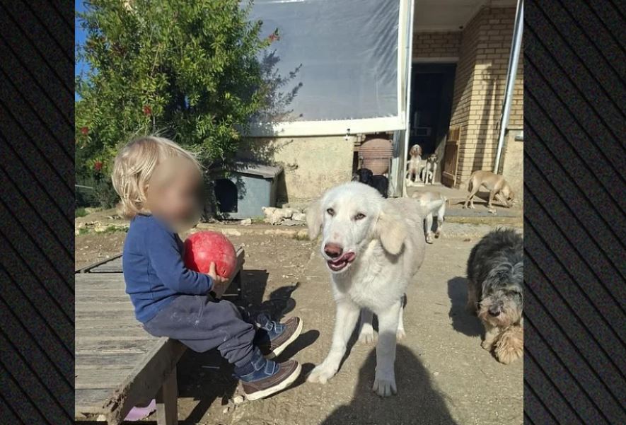  Qeni u frikësua nga të shtënat e gjuetarëve dhe sulmoi fëmijën tim  Deklarimi prekës i nënë së 2 vjeçarit shqiptar që e vrau pitbulli