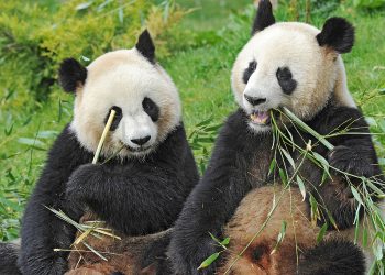 Kina dhe Franca do të nisin një raund të ri bashkëpunimi për mbrojtjen e pandave