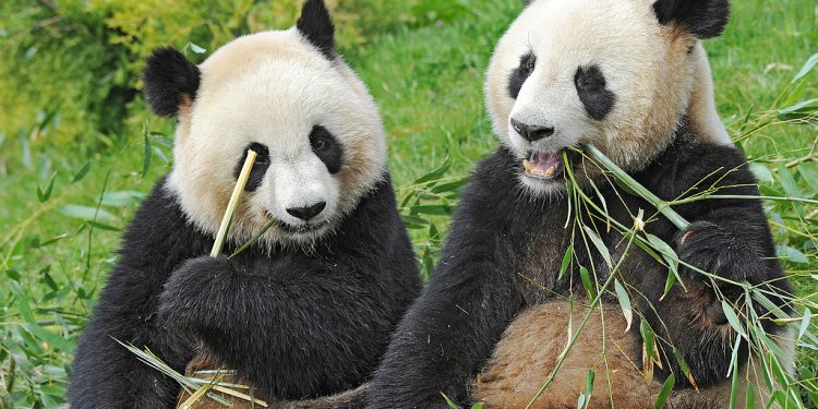File photo - The Pandas' Meal on April 11, 2012, an exceptional event took place at Beauval Zoo (Loire-et-Cher). For the first time in France, a pair of pandas is being presented to the public: Huan Huan, the female, and Yuan Zi, the male. The giant panda is listed as “endangered” on the IUCN (International Union for Conservation of Nature) Red List of Threatened Species. It is estimated that there are 1,600 pandas still living in the wild. The famous pair of pandas will leave Beauval Zoo on Tuesday, November 25, 2025, due to an early return to China caused by the female's kidney failure, on November 24, 2025, in Saint-Aignan, France. Photo by Pascal Baril/ABACAPRESS.COM