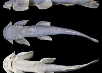 Speciet e reja të peshkut u zbuluan në Xizang të Kinës