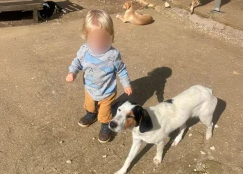 Fëmija u sulmua për vdekje nga pitbulli, i jepet nesër lamtumira e fundit 2- vjeçarit shqiptar
