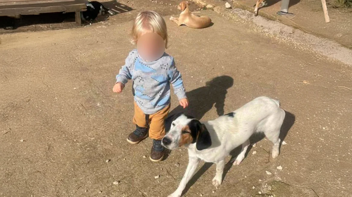 Fëmija u sulmua për vdekje nga pitbulli  i jepet nesër lamtumira e fundit 2  vjeçarit shqiptar