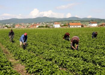 Censi i Bujqësisë/ BIRN: Qeveria bën gati nismën për të dhënat e ekonomisë rurale