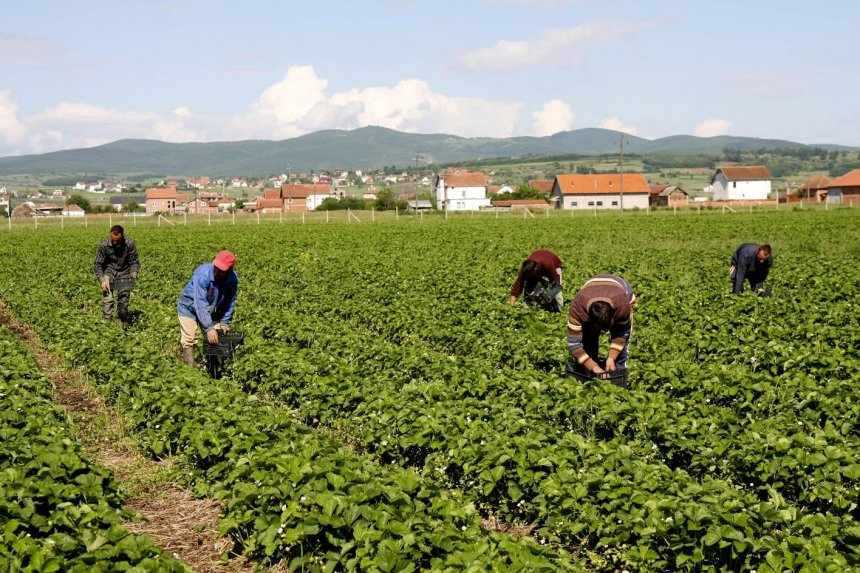 censi-i-bujqesise-birn-qeveria-ben-gati-nismen-per-te-dhenat-e-ekonomise-rurale
