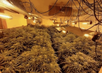 Aksion antidrogë në Lezhë, zbulohet magazina ku kultivohej kanabisi, disa të arrestuar