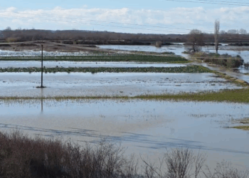 Shkumbini del nga shtrati në Thanasaj, 30 shtëpi dhe qindra hektarë tokë bujqësore nën ujë në Lushnje