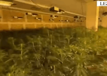 U arrestuan për laboratorin e drogës, lihen në burg babë e bir, arrest në shtëpi për punonjësin e OSHEE