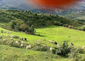 Gjendet i pajetë në një stan 56-vjeçari në Dhëmblan të Tepelenës