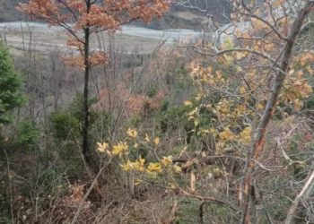 EMRI/Kamioni bie në humnerë në Gramsh, policia jep informacion zyrtar: Viktimë një 43-vjeçare! Dy të plagosur në spital