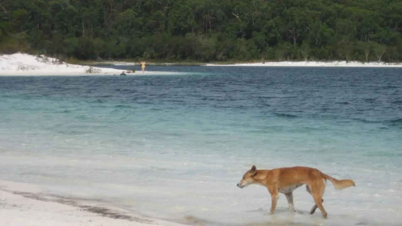 Kishte shkuar të punonte në një ishull   19 vjeçarja gjendet e vdekur  dyshohet se u sulmua nga 