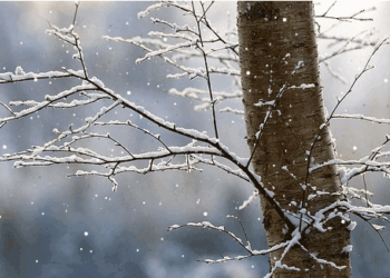 Dita e sotme parashikohet me reshje shiu dhe dëbore në lartësi, ulen temperaturat