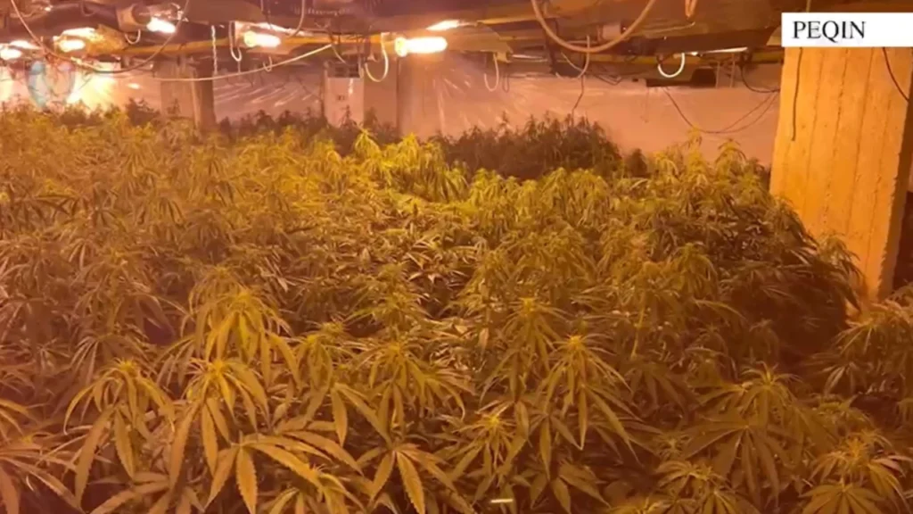 Kanabisi i fshehur në magazinën në Peqin, arrestohet faturisti i energjisë elektrike, shpallen në kërkim 4 të tjerë