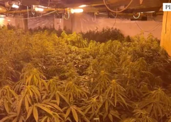 Kanabisi i fshehur në magazinën në Peqin, arrestohet faturisti i energjisë elektrike, shpallen në kërkim 4 të tjerë