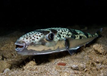 Peshku vdekjeprurës kapet në Vlorë/ Si shpëtuan pushuesit nga Kosova dhe alarmi i ekspertit: Adriatiku po tropikalizohet!