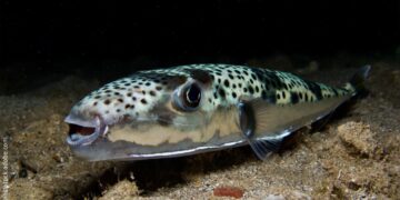 Peshku vdekjeprurës kapet në Vlorë/ Si shpëtuan pushuesit nga Kosova dhe alarmi i ekspertit: Adriatiku po tropikalizohet!