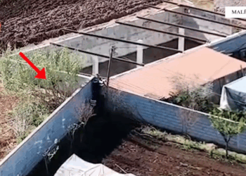 Kultivuan kanabis në platformat me polisterol, në pranga 3 persona, 1 në kërkim