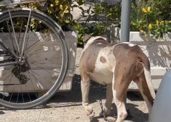 Po shëtiste me gjyshen në Vlorë, 4-vjeçarja sulmohet nga pitbulli, dërgohet me urgjencë në spital